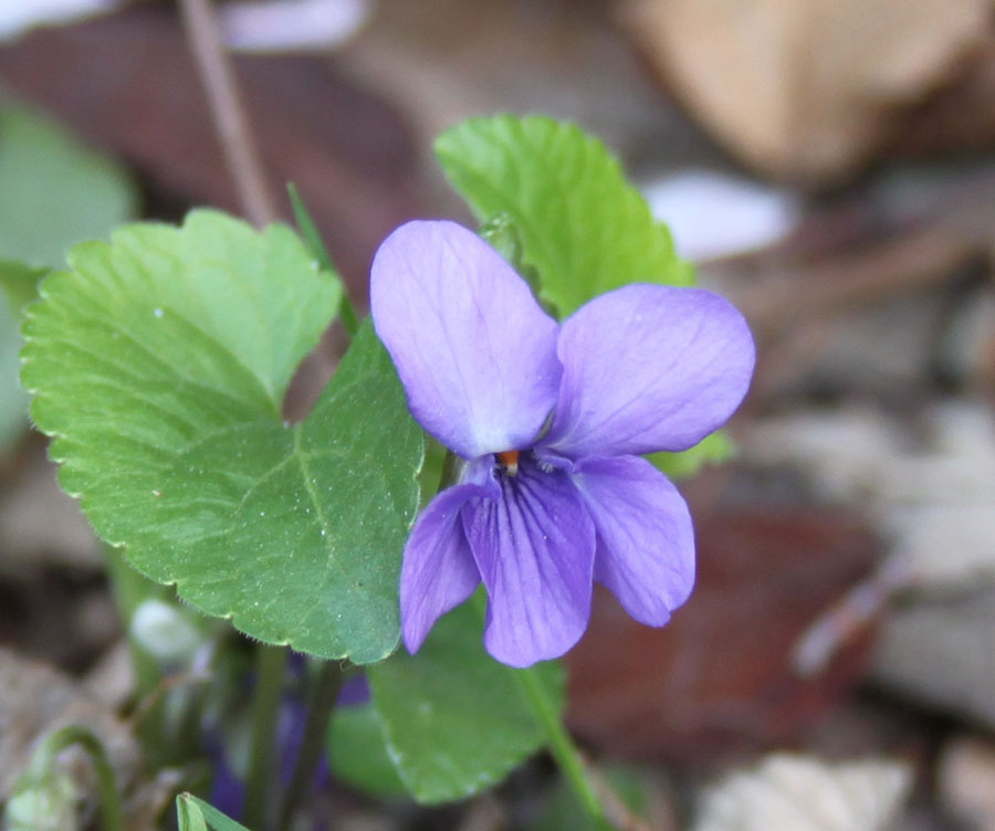 Viola alba Besser subsp. dehnhardtii (Ten.) W. Becker